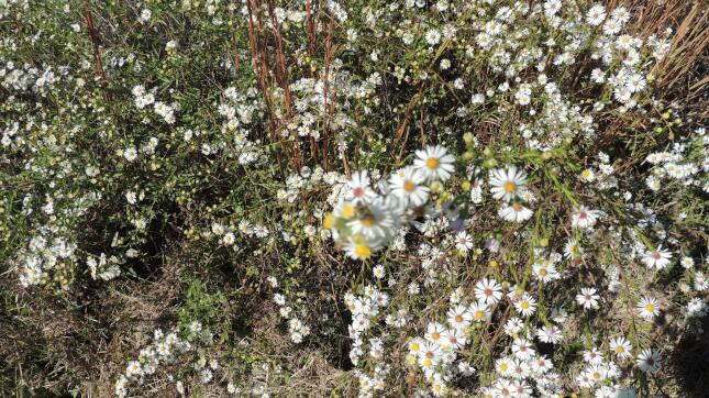 Flowers in the Pollinator Garden