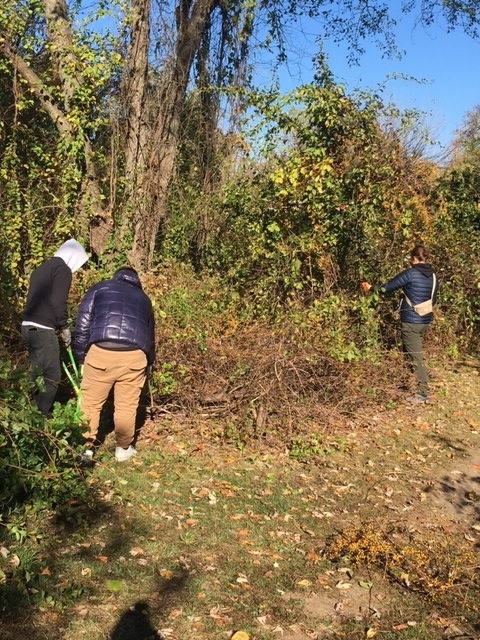 Team members pruning back Asiatic bittersweet