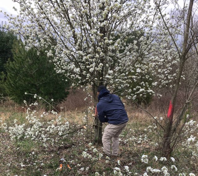 Preparing to girdle a Callery pear tree