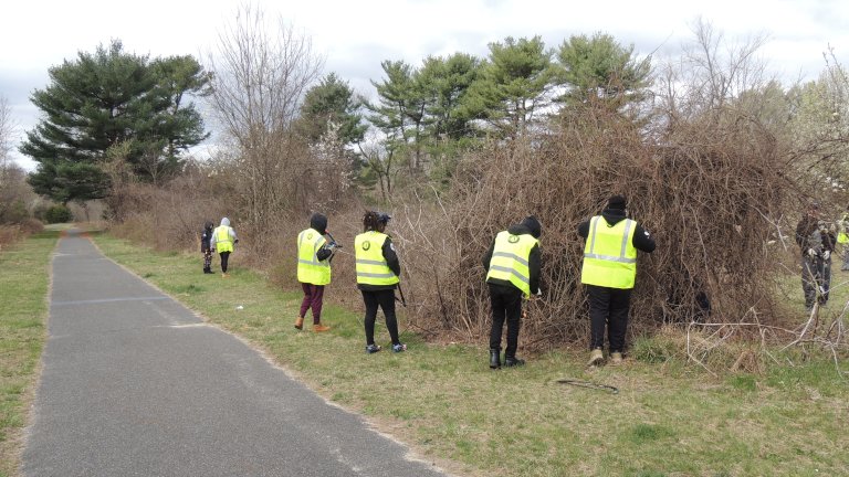 Team members pruning Asiatic bittersweet