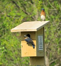Bluebird parents at a nesting box
